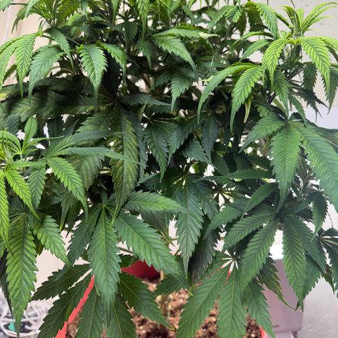 Super Silver Haze growlog timeline photo