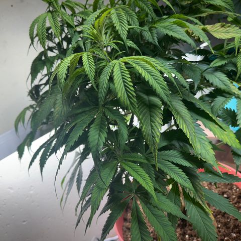 Super Silver Haze growlog timeline photo