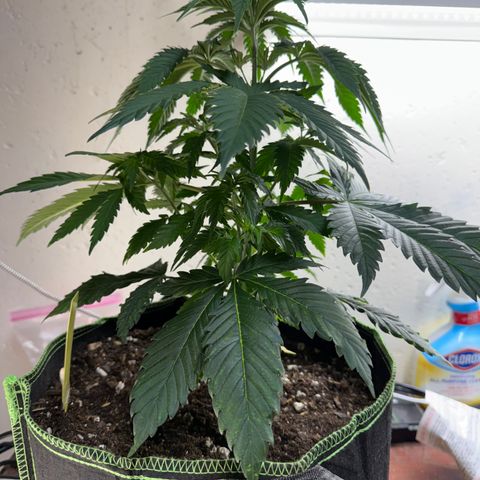 Super Silver Haze growlog timeline photo