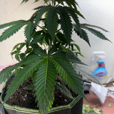 Super Silver Haze growlog timeline photo