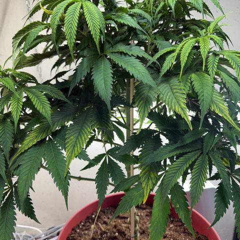 Super Silver Haze growlog timeline photo