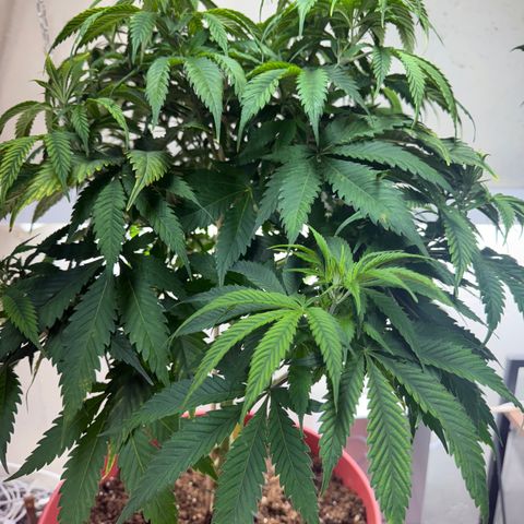 Super Silver Haze growlog timeline photo