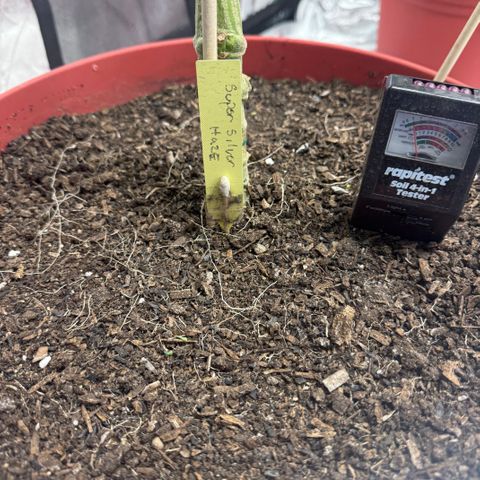 Super Silver Haze growlog timeline photo