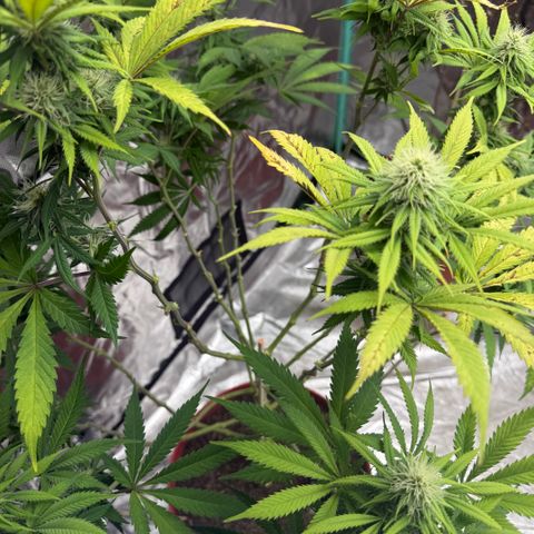 Super Silver Haze growlog timeline photo