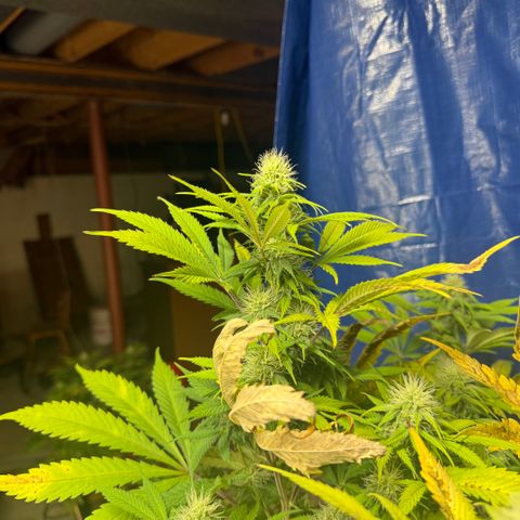 Super Silver Haze growlog timeline photo
