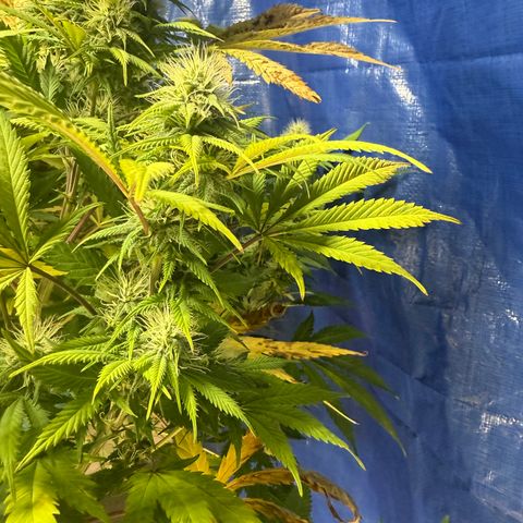 Super Silver Haze growlog timeline photo