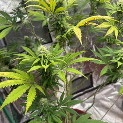 Super Silver Haze growlog timeline photo