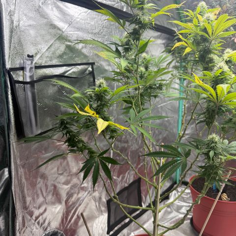 Super Silver Haze growlog timeline photo