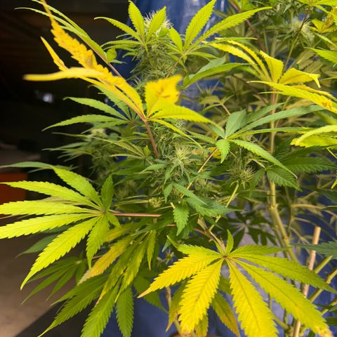 Super Silver Haze growlog timeline photo