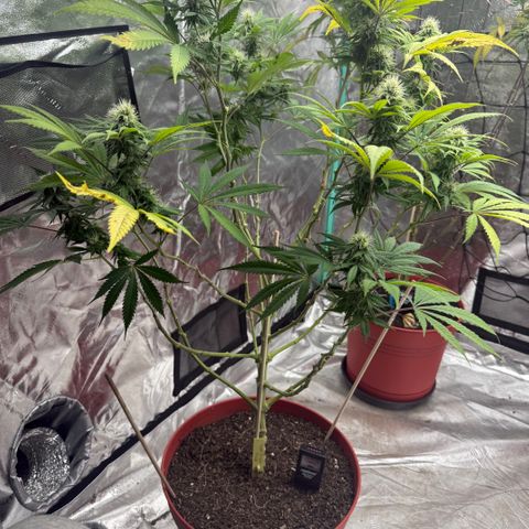 Super Silver Haze growlog timeline photo