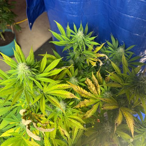 Super Silver Haze growlog timeline photo