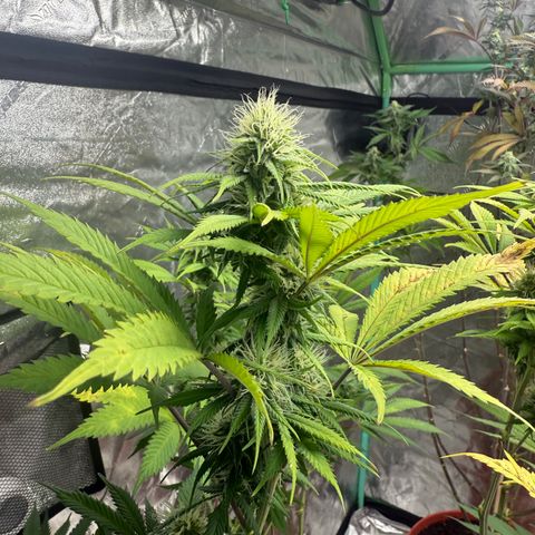 Super Silver Haze growlog timeline photo