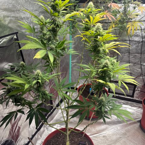 Super Silver Haze growlog timeline photo