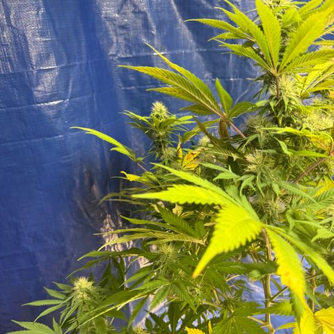 Super Silver Haze growlog timeline photo