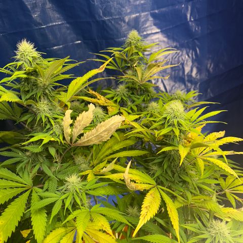 Super Silver Haze growlog timeline photo