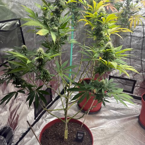 Super Silver Haze growlog timeline photo