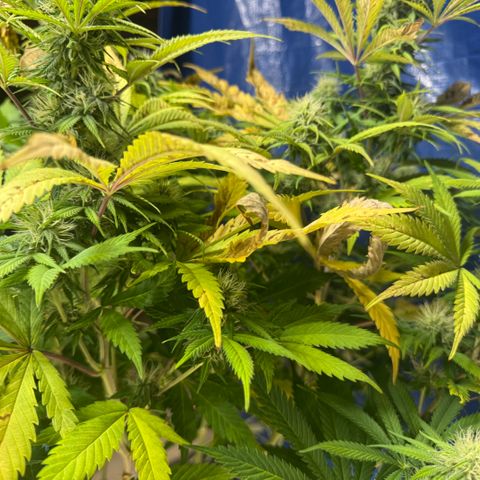 Super Silver Haze growlog timeline photo