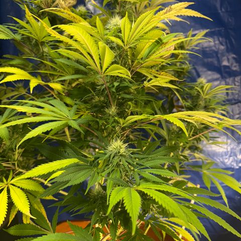Super Silver Haze growlog timeline photo