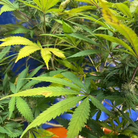 Super Silver Haze growlog timeline photo