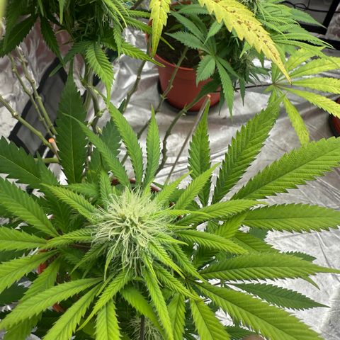 Super Silver Haze growlog timeline photo