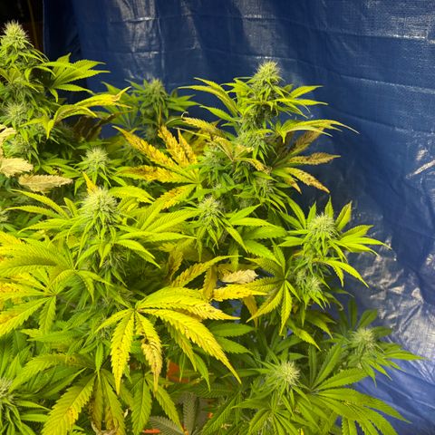 Super Silver Haze growlog timeline photo
