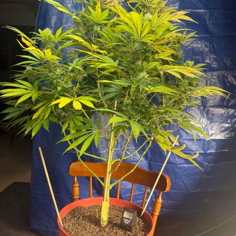 Super Silver Haze growlog timeline photo