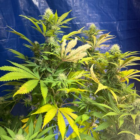 Super Silver Haze growlog timeline photo