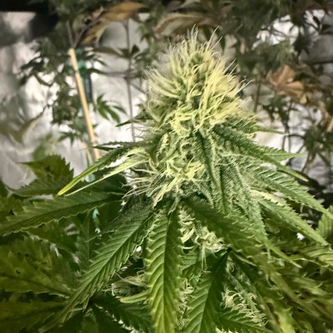 Super Silver Haze growlog timeline photo