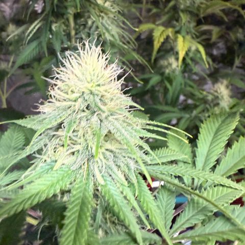 Super Silver Haze growlog timeline photo