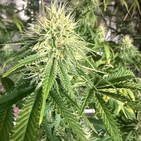 Super Silver Haze growlog timeline photo