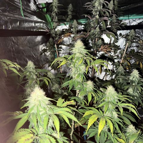 Super Silver Haze growlog timeline photo