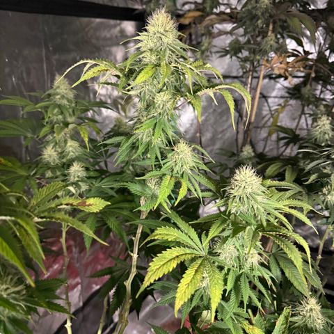 Super Silver Haze growlog timeline photo