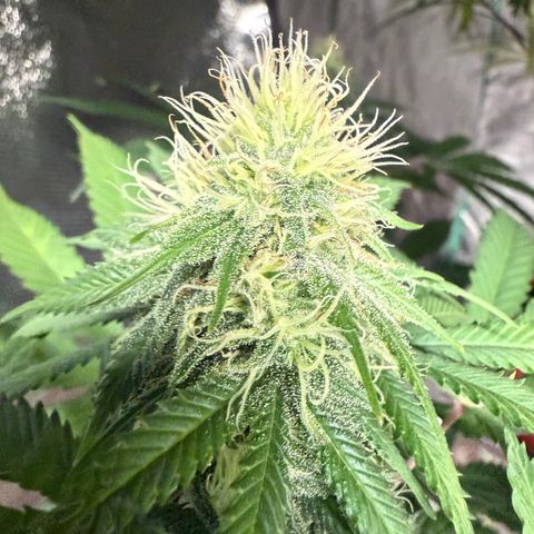 Super Silver Haze growlog timeline photo