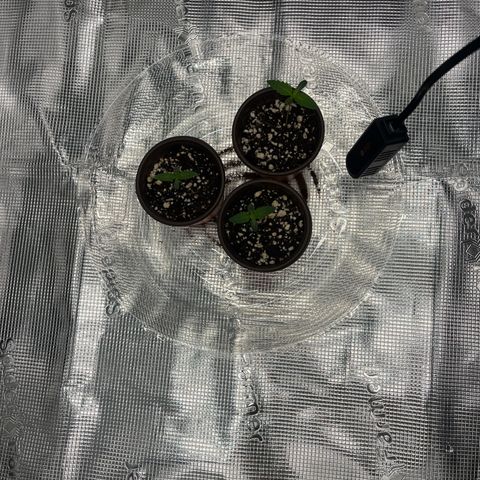 1 growlog photo: 6th day going strong upped ppfd to 180ish.