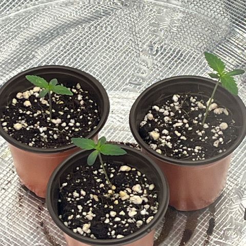 1 growlog photo: Gave another 20ml of cal mag water so 40ml in total today.