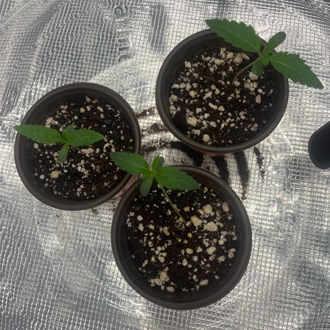 1 growlog photo: End of day 6.