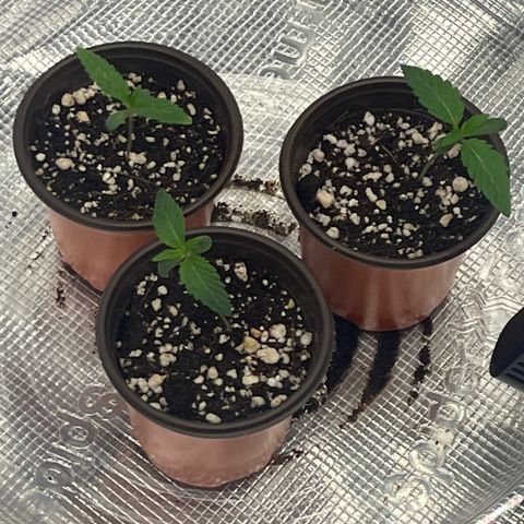 1 growlog photo: I’m finally sticking to the vpd charts recommendation of 0.4-0.8. With higher in tent temp like 77-80 I need to also maintain a higher humidity. 70-85 which I was hesitant to do at first. One of the plants stem is a little weak, maybe that’s normal.