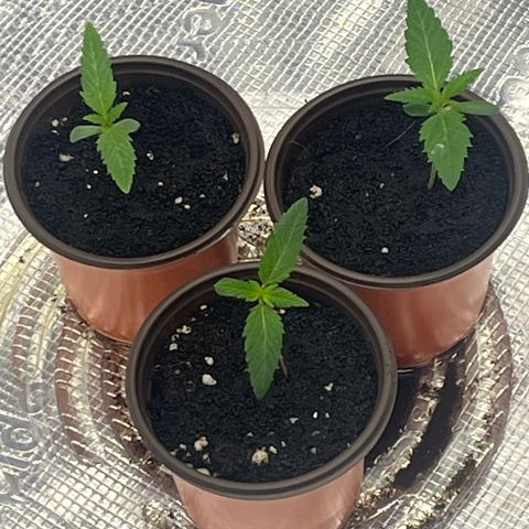 1 growlog photo: I topped soil with 2 tbs of worm castings to help support stems. I also watered about 35ml of just water. There was lot of runoff so I shouldn’t water for another 2 days.