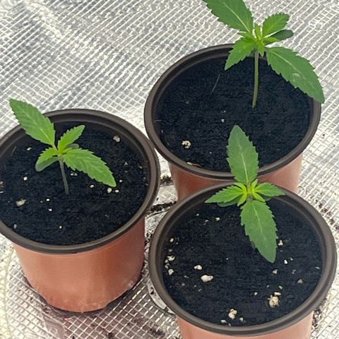1 growlog photo: Light 26” away and at 24% brightness. PPFD reading from Photone app is around 240 for all 3 plants. Watching closely for any signs off over watering or sunburn. The last two hours of the cycle will run at 20% brightness to give them a break.