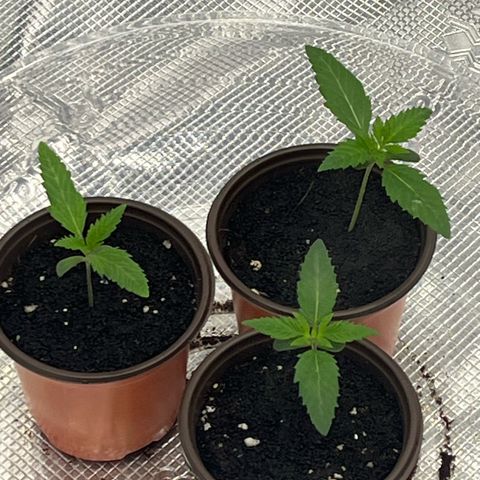 1 growlog timeline photo