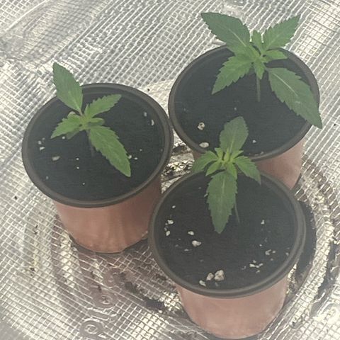 1 growlog photo: The closest one looks sad and droopy after it was night. It could be too much water or too cold since the temp was 70f when I got home. I raised light an inch and lowered power to 22% it time to bounce back.