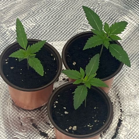 1 growlog photo: Looking much better after increasing ppfd to 280.