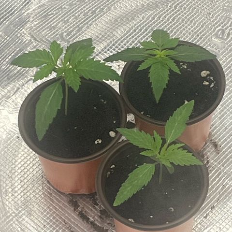 1 growlog photo: One has been super droopy after lights are off but it bounces back 3 hours later.