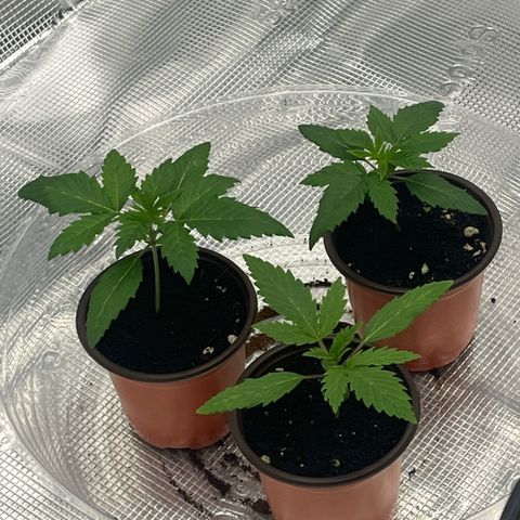 1 growlog photo: Looking good so far I can’t see any deficiencies.
