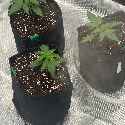 1 growlog photo: I repotted and in three days maybe I bend them 90 . We shall see if they grow big enough.