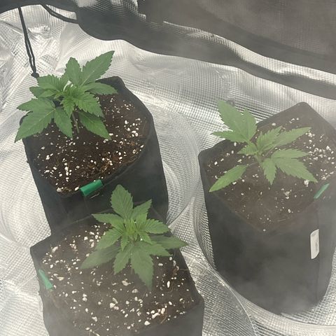 1 growlog photo: Looking good after transplant I will most likely top in 3 days