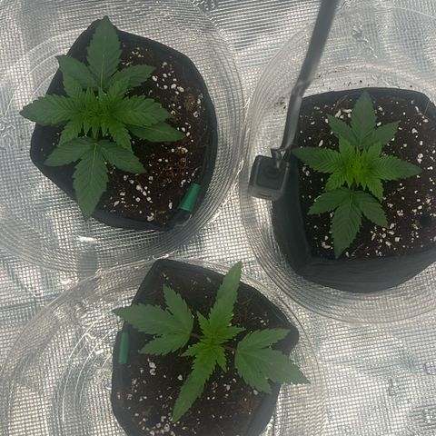 1 growlog photo: They are taking the transplant well, I’ve also increased light intensity to 42%. Vpd is around 420…