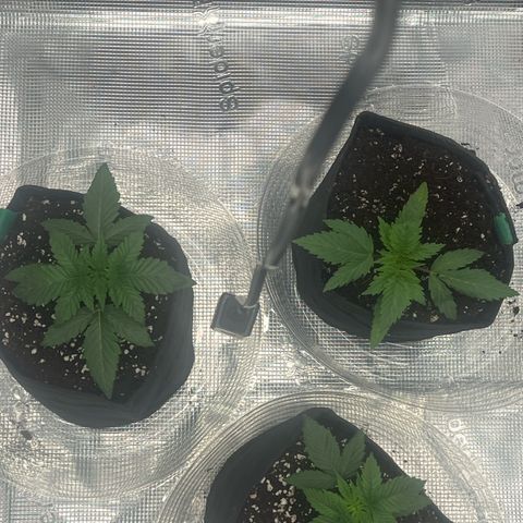 1 growlog timeline photo