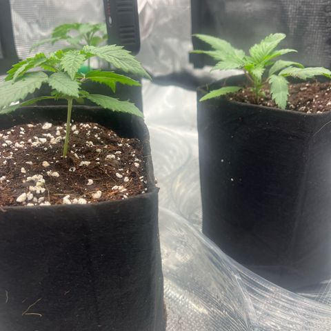 1 growlog timeline photo
