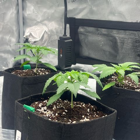1 growlog timeline photo